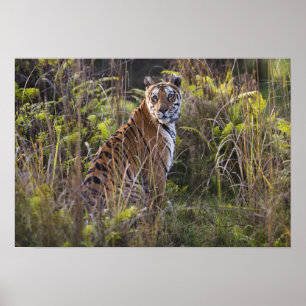 Bengalische Tigerin in hohem Gras, beim Versuch zu Poster