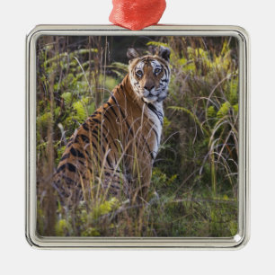 Bengalische Tigerin in hohem Gras, beim Versuch zu Silbernes Ornament