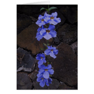 Bengalische Trompete-Rebe