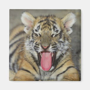 Bengalischer gähnender Tiger Magnet