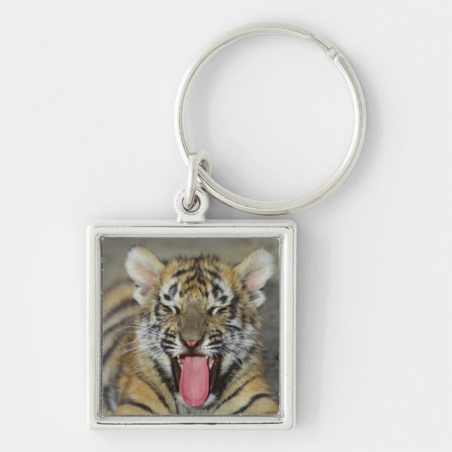 Bengalischer gähnender Tiger Schlüsselanhänger (Vorne)