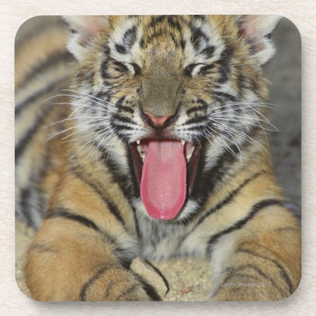 Bengalischer gähnender Tiger Untersetzer (Vorderseite)