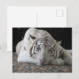 Bengalischer, müde weißer Tiger auf dem Boden Postkarte