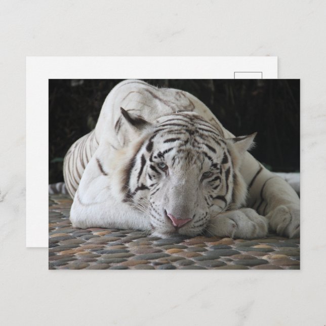 Bengalischer, müde weißer Tiger auf dem Boden Postkarte (Vorne/Hinten)