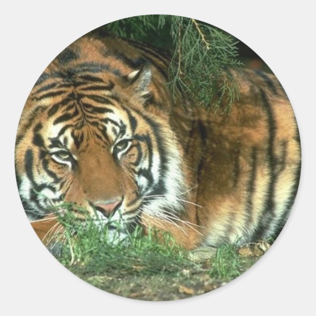 Bengalischer Tiger-Aufkleber Runder Aufkleber (Vorderseite)