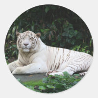 Bengalischer Tiger aus Schwarz und Weiß entspannt 