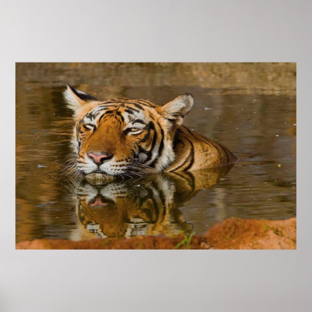 Bengalischer Tiger beobachtet Sie vom Wasserposter Poster (Vorne)