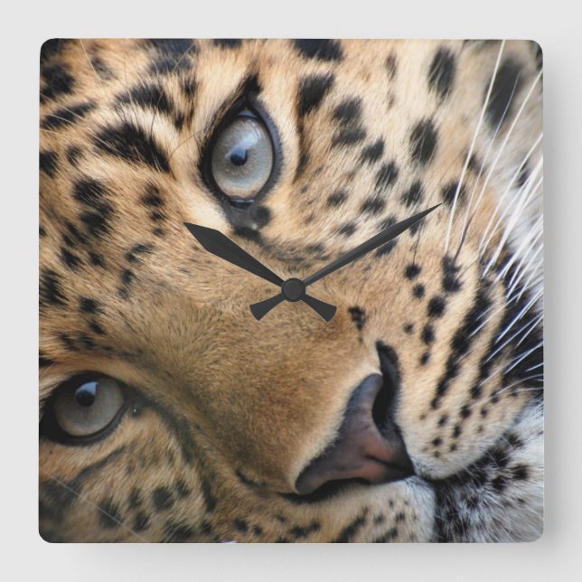 Bengalischer Tiger CUB stoppen ab Quadratische Wanduhr (Vorderseite)