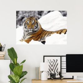 Bengalischer Tiger, der Sie vom Schnee aus beobach Poster