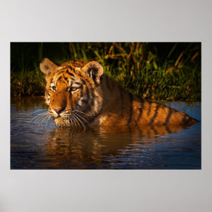 Bengalischer Tiger, der Sie vom Wasserplakat aus b Poster