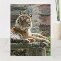 BENGALISCHER TIGER ERHÄLT BALD Grußkarten