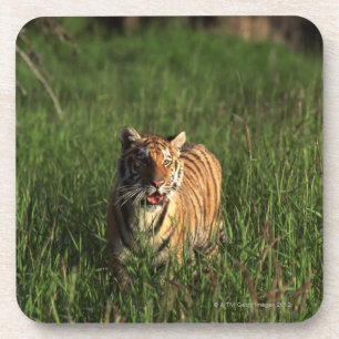 Bengalischer Tiger Getränkeuntersetzer