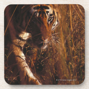 Bengalischer Tiger Getränkeuntersetzer