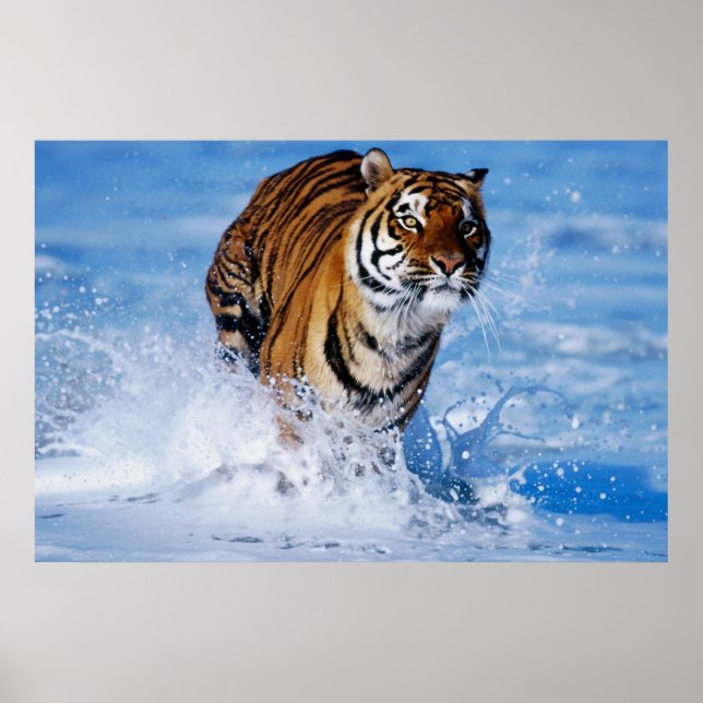 Bengalischer Tiger im Ozean Poster (Vorne)