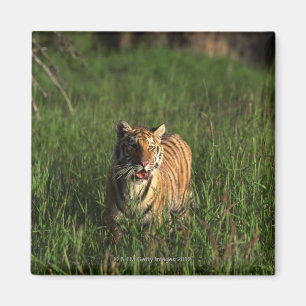 Bengalischer Tiger Magnet