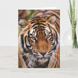 Bengalischer Tiger, Panthera der Tigris Karte