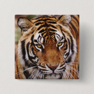 Bengalischer Tiger, Panthera tigris Button