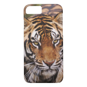 Bengalischer Tiger, Panthera tigris Case-Mate iPhone Hülle