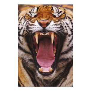 Bengalischer Tiger, Panthera tigris Fotodruck