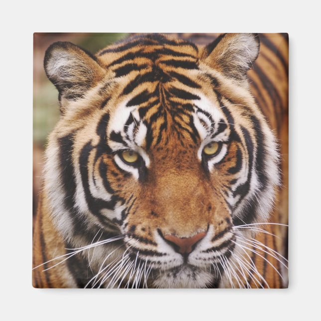 Bengalischer Tiger, Panthera tigris Magnet (Vorne)