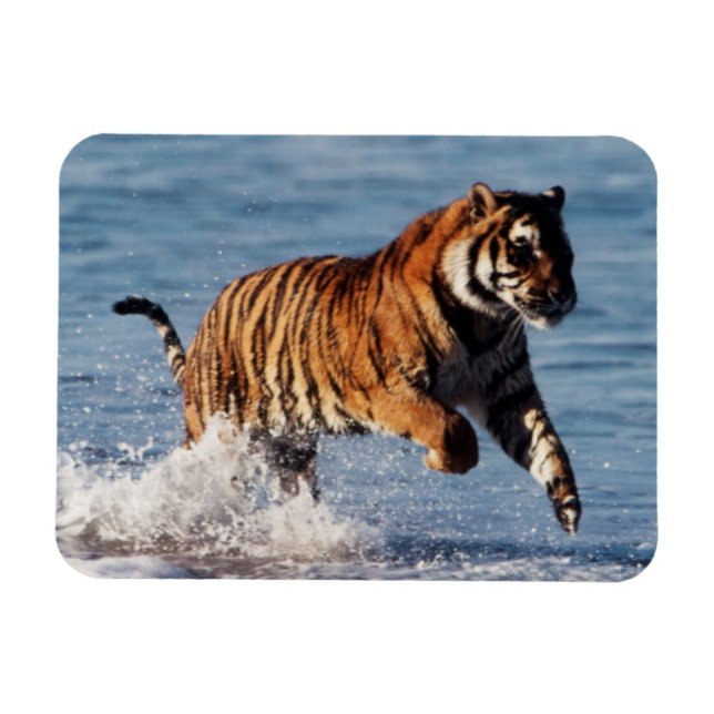 Bengalischer Tiger (Panthera Tigris) Magnet (Horizontal)