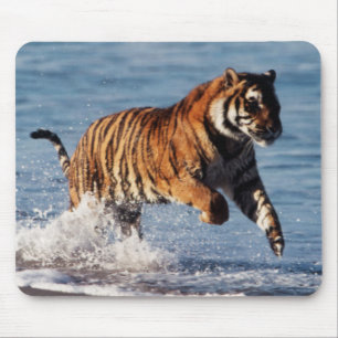 Bengalischer Tiger (Panthera Tigris) Mousepad