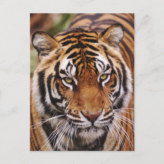 Bengalischer Tiger, Panthera tigris Postkarte (Vorderseite)