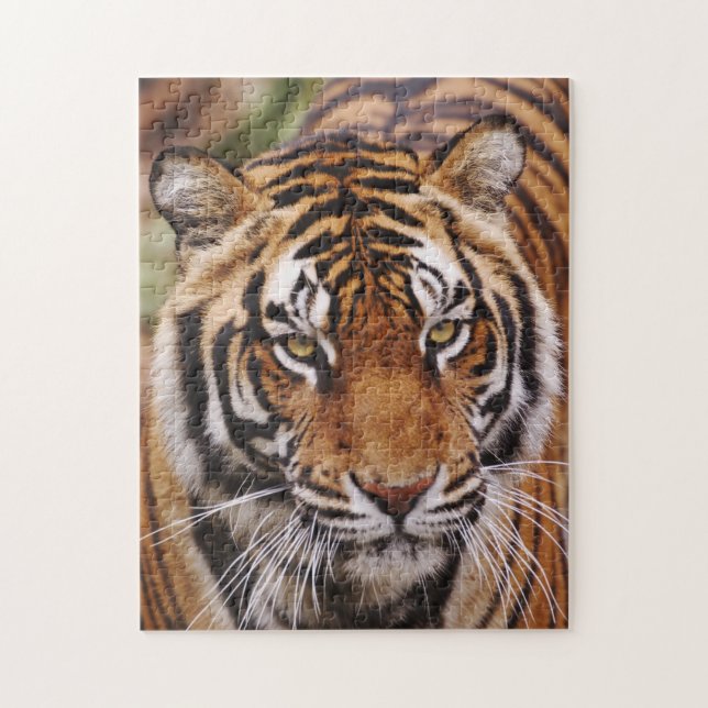 Bengalischer Tiger, Panthera tigris Puzzle (Vertikal)
