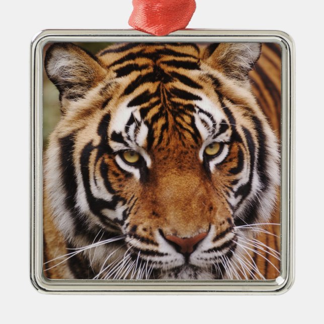 Bengalischer Tiger, Panthera tigris Silbernes Ornament (Vorne)