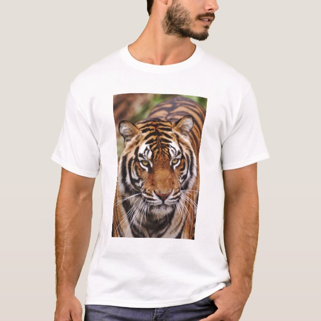 Bengalischer Tiger, Panthera tigris T-Shirt (Vorderseite)