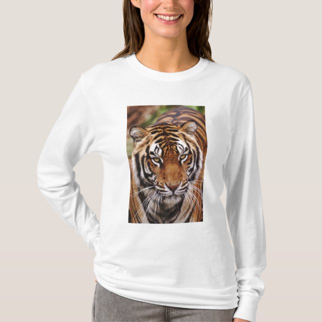 Bengalischer Tiger, Panthera tigris T-Shirt (Vorderseite)
