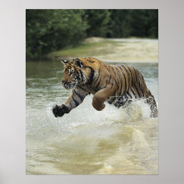 Bengalischer Tiger (Panthera tigris tigris) Auflad Poster (Vorne)
