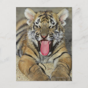 Bengalischer Tiger Postkarte