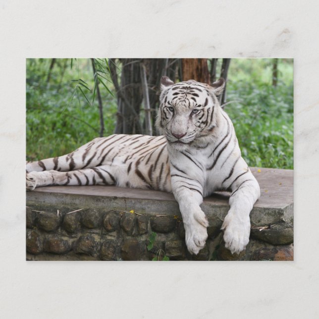 Bengalischer Tiger Postkarte (Vorderseite)