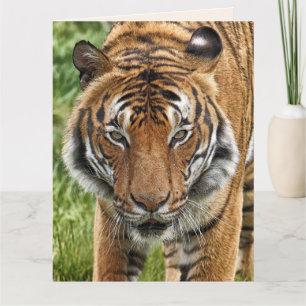 BENGALISCHER TIGER WUNDERSCHÖNE Grußkarte Karte