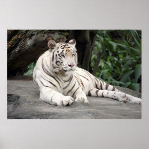 Bengalischer weißer Tiger auf dem Felsen Poster