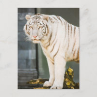 Bengalischer weißer Tiger auf Fotografie