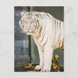 Bengalischer weißer Tiger auf Fotografie Postkarte
