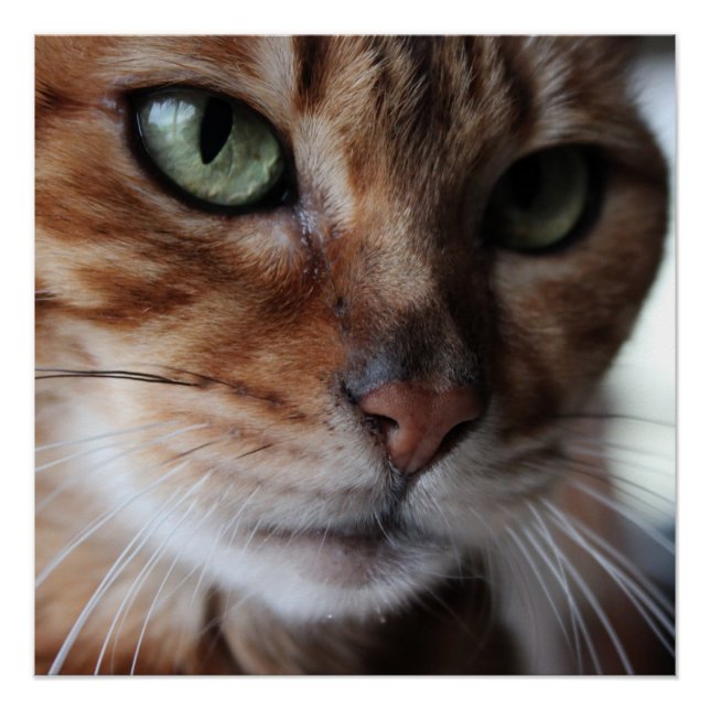 Bengalisches Cat Face Fotografie Wand Glossy Poste Poster (Vorderseite)
