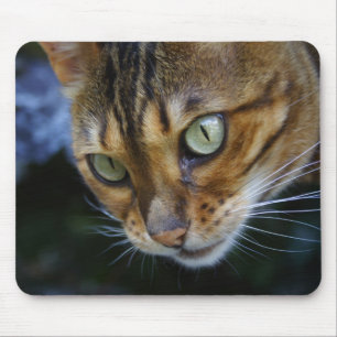 Bengalisches Cat Nah-Up Mousepad