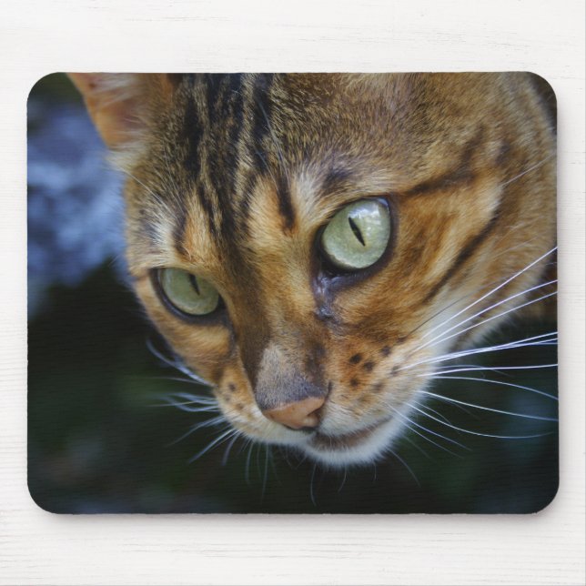 Bengalisches Cat Nah-Up Mousepad (Vorne)