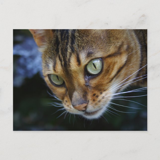 Bengalisches Cat Nah-Up Postkarte (Vorderseite)