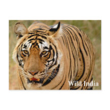 Bengalisches Tiger im Ranthamborner Nationalpark, 