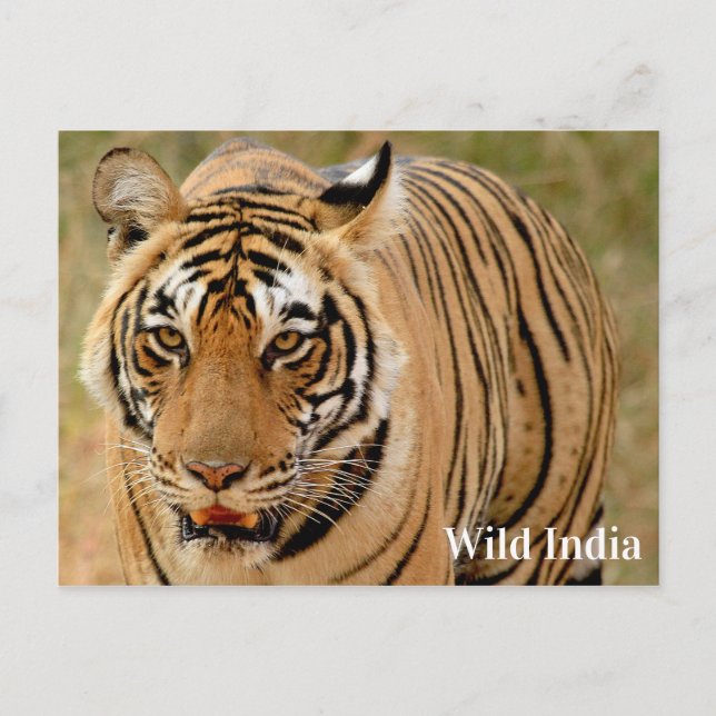 Bengalisches Tiger im Ranthamborner Nationalpark,  Postkarte (Vorderseite)