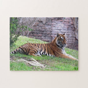 Bengalisches Tiger-Puzzle Puzzle