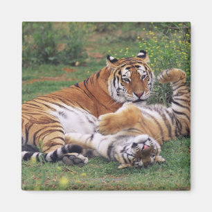 Bengalisches Tigerspielen Magnet