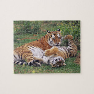 Bengalisches Tigerspielen Puzzle