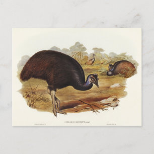 Bennett's Cassowary von Elizabeth Gould Postkarte