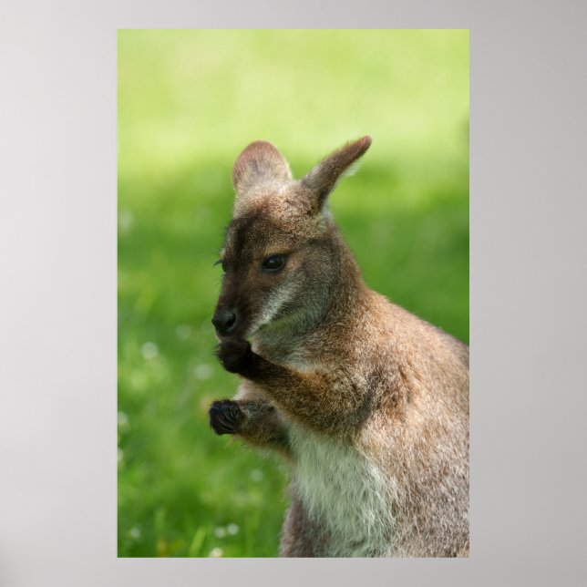 Bennett's Wallaby Poster (Vorne)