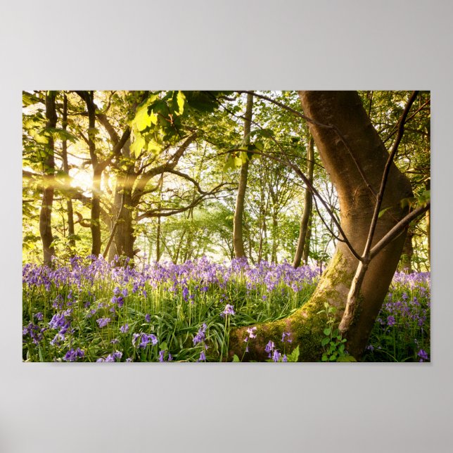 Bentbaum im Bluebellwald Poster (Vorne)